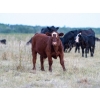 Image 4 : Tribar Ranching Co. - 450# Oct/Nov Delivery Steer Calves - 110 Head (Steep Rock, MB)