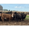Image 4 : Jason Szymanek - 750# June Delivery Heifers - 75 Head (Stauffer, AB)