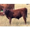 Image 5 : JR Cattle Company Ltd. - 550# October Delivery Steer Calves - 30 Head (Fort Macleod, AB)