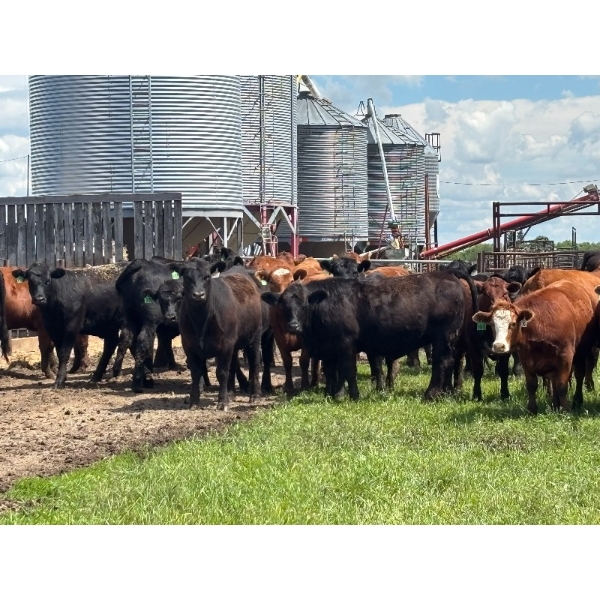 Hines Ranching Co. Ltd. - 26 AI Black X February Calving Bred Heifers (Marwayne, AB)