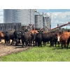 Image 2 : Hines Ranching Co. Ltd. - 28 AI Red X February Calving Bred Heifers (Marwayne, AB)