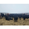 Image 5 : Tee Two Land & Cattle Co. - 760# March/April Delivery Steers - 216 Head (Kelliher, SK) VBP+