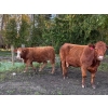 Image 12 : Squaw Valley Ranch - 750# October Delivery Steer Calves - 80 Head (Lumby, BC)