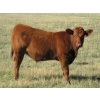 Image 2 : Crooked Tree Ranch - 610# October Steer Calves - 125 Head (Jenner, AB)