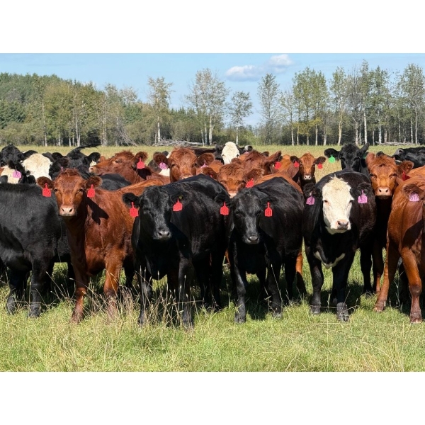 Spruce Tree Cattle Co. - 1000# November Delivery Grass Heifers - 63 Head (Linden, AB)