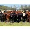 Image 1 : Spruce Tree Cattle Co. - 1000# November Delivery Grass Heifers - 63 Head (Linden, AB)