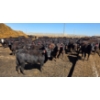 Image 2 : Amber Mountain Farms - 690# May Delivery Heifers - 200 Head (Vauxhall, AB)