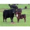 Image 10 : Knapp Farms - 550# October Delivery Steer Calves - 110 Head (Southey, SK)
