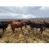 Image 6 : Antelope Butte Ranch - 805# May Delivery Steers - 76 Head (Lundbreck, AB) VBP+