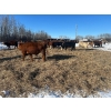 Image 6 : Chris Bartel - 890# March Delivery Steers - 68 Head (Fort Vermilion, AB)