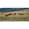 Image 1 : OK Ranch - 475# October Delivery Heifer Calves - 115 Head (Big Bar, BC)