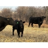Image 5 : W. A. Ranches at the U of C - 525# December Delivery Heifer Calves - 180 Head (Cochrane, AB) VBP+