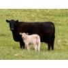 Image 4 : GW Murray Ranches - 510# October Delivery Heifer Calves - 110 Head (Tompkins, SK)