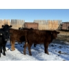 Image 3 : Dwayne Nicolay - 620# February Delivery Heifers - 60 Head (Rocky Mountain House, AB)