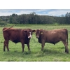 Image 3 : Bar 3 Ranches Ltd. - 1050# August Delivery Grass Steers - 58 Head (Erskine, AB)