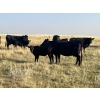 Image 2 : Dar-Lin Ranching - 430# November Delivery Heifer Calves - 110 Head (Big Stone, AB)