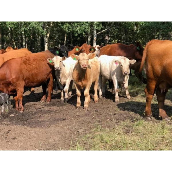 Lowe Ranches - 775# Weaned Steers - 100 Head (Nanton, AB)