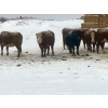 Image 4 : Merrick Campbell Herd Dispersal - 44 4 & 5 Year-Old Bred Cows (Calahoo, AB) VBP+