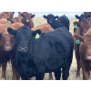 Image 3 : Rafter NZ Ranch - 11 Black X March/April Calving Bred Heifers (Pincher Creek, AB)