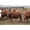Image 2 : McIntyre Ranch - 845# April/May Delivery Steers - 260 Head (Raymond, AB)