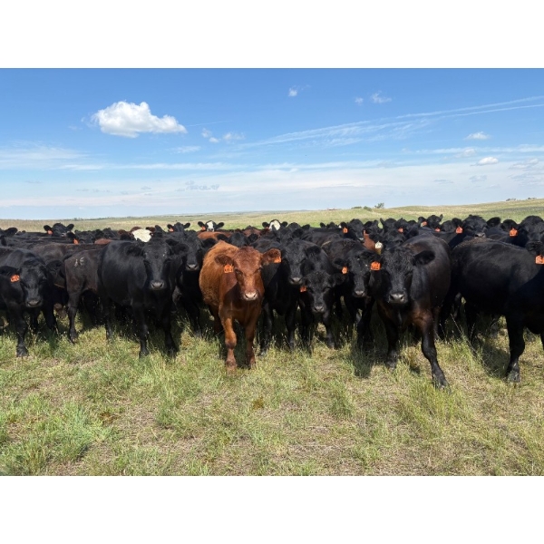 Daryk & Bonnie Simonson - 710# August Delivery Grass Steers - 51 Head (Dinsmore, SK) VBP+