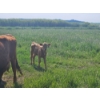 Image 14 : J&E Farms Ltd. - 620# November Delivery Heifer Calves - 80 Head (Tilley, AB)