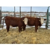 Image 2 : Regehr Land & Cattle - 2 Heifers (Pen 152)