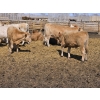 Image 2 : SVM Farms - 630# May Delivery Steers - 67 Head (Vauxhall, AB)