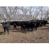 Image 5 : Wade Fewings - 745# April/May Delivery Steers - 77 Head (Pierson, MB) VBP+