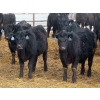 Image 9 : D & N Livestock - 740# March/April Delivery Steers - 160 Head (Peebles, SK) VBP+