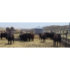 Image 5 : Bryan Ranch Ltd. - 750# May Delivery Heifers - 82 Head (Maple Creek, SK)