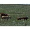 Image 9 : Hecker Farms Ltd. - 600# Steer Calves - 90 Head (Piapot, SK)