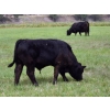 Image 15 : Brady Ranches - 740# October Delivery Steer Calves - 15 Head (Heffley Creek, BC)