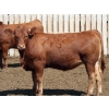 Image 3 : Poelman Farms - 880# July Delivery Heifers - 245 Head (Granum, AB)