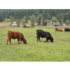 Image 16 : Brady Ranches - 740# October Delivery Steer Calves - 15 Head (Heffley Creek, BC)