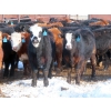 Image 6 : Bezan Cattle Corporation - 725# April/May Delivery Steers - 80 Head (Midale, SK)