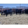 Image 9 : Colter Malloy - 12 Black Heifers (Pen 328 - 332)
