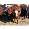 Image 7 : Little Rainbow Ranch - 725# March Delivery Steers - 84 Head (Moosomin, SK)