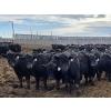 Image 7 : Shay & Sharmon Wilson - 920# March Delivery Steers - 115 Head (Bow Island, AB)