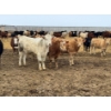 Image 3 : JDC AG - 900# June/July Delivery Heifers - 67 Head (Yorkton, SK)