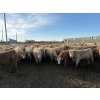 Image 2 : Williamson Farms - 939# February Delivery Steers - 195 Head (Bow City, AB)