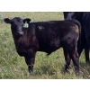 Image 3 : Boulding Family - 540# October Delivery Steer Calves - 73 Head (Big Valley, AB)