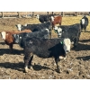 Image 10 : West Ridge Farms - 930# April Delivery Steers - 67 Head (Crossfield, AB)