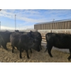 Image 2 : Lazy J Cattle Co. - 10 Black Heifers (Pen 313 - 315) 1002# avg