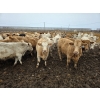 Image 5 : Ripple Rock Ranch - 840# January Delivery Steers - 108 Head (Fincastle, AB)