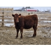Image 10 : Osadczuk Cattle Co. - 699# March Delivery Heifers - 89 Head (Patricia, AB)