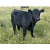 Image 4 : Wray Ranches - 550# Steer Calves - 80 Head (Irricana, AB) VBP+