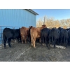 Image 10 : Poplarview Stock Farm - 1050# November Delivery Grass Steers - 116 Head (Pipestone, MB)