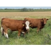 Image 2 : Bar 3 Ranches Ltd. - 1050# August Delivery Grass Steers - 58 Head (Erskine, AB)