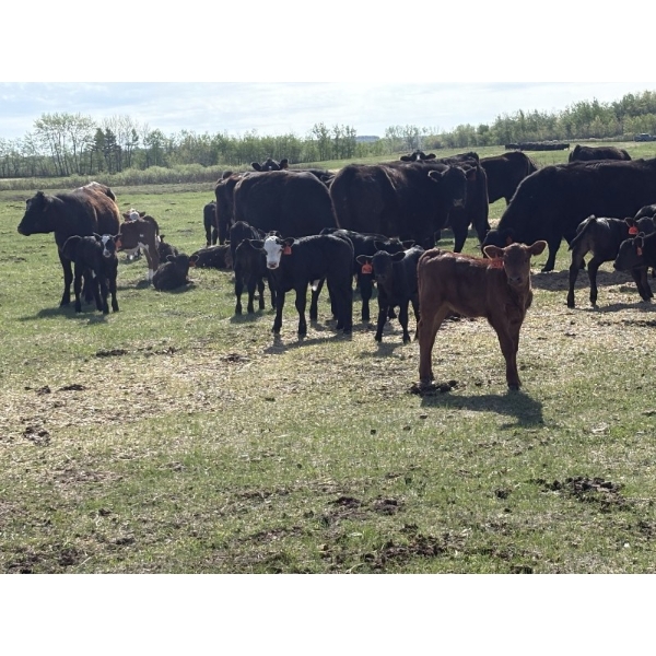 Hines Ranching Co. Ltd. - 525# November Delivery Steer Calves - 210 Head (Marwayne, AB)